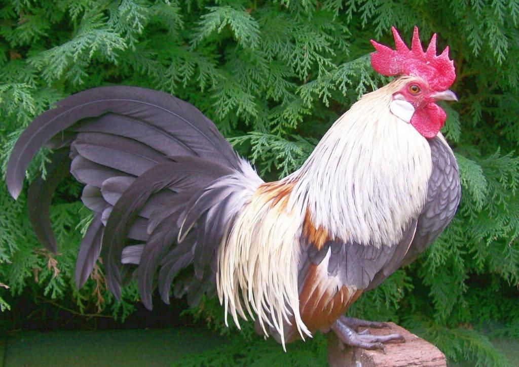 Cream Light Brown and Blue Cream The Classroom The Coop